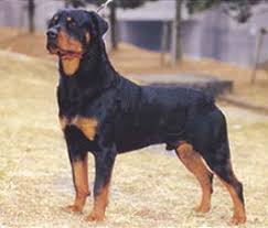 犬を家族に迎える前に